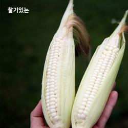 찰기가득 괴산 대학 찰옥수수 찰옥수수 20개