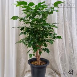 플라워석 녹보수 대박나무 75~80cm 공기정화식물 키우기 쉬운 반려식물 포트화분