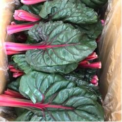 테라팜 (2KG) 적근대 홍근대 쌈채소 샐러드야채, 1박스, 2KG