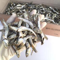 오늘의바다 남해안 햇 다시멸치 1.5kg 당해 생산 디포리 증정