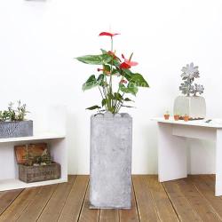 에코플랜트 공기정화식물 반려식물 인테리어화분 [서울 경기 당일배달] [지방 경기외곽 익일배송], 1개, 19. 안시리움 검정