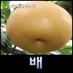 배나무 배나무묘목 과일나무 꽃나무 조경수, 1개