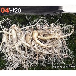 삼키우는마을 고려수삼 세척 무세척 수삼 가정용 04.난20 750g 세척안함