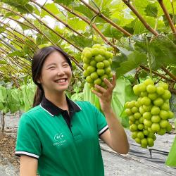 고당도 샤인머스켓 프리미엄 수출용 김천 망고포도, 알뜰 실속 가정용 2kg (3~5송이)