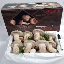 [산지직송선물용]착한송이송향버섯 송화고버섯 오전11시전주문시 내일도착(주말 및 공휴일 제외), 1박스, 최고급형1kg