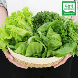 무농약 산지직송 유러피안 샐러드 유럽 샐러드 쌈채소 1kg 3 4종모음/ 단품 선택 1box 샐러드 3~4종 모음 1kg