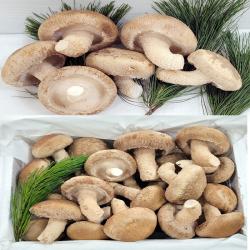 송이버섯(송향버섯) 송화버섯 송고버섯 오전12시전주문시 내일도착(주말 및 공휴일 제외), 1박스, 조리용(하품)1kg