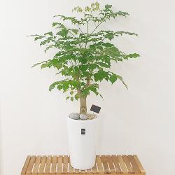 햇살농장 중대형 공기정화식물 인테리어 개업화분, 1개, 12.(중형)녹보수