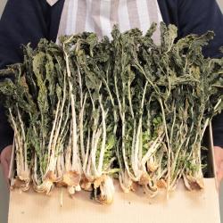 한정판매 양구 펀치볼 자연건조 무청시래기 1kg, 1박스, 건무청 1kg