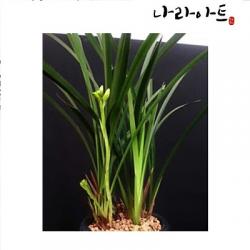 나라아트 철골소심(6-7촉) 동양란 풍란 난