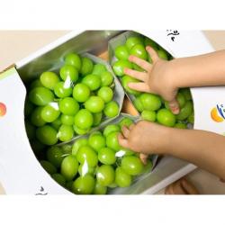 [해오름농산] 산지직송 특등품 김천샤인머스켓 2kg [3~4송이] 고당도 프리미엄 샤인머스켓