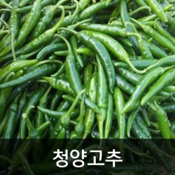 약수농장 국내산 청양고추 10kg, 1박스, 10kg(상)