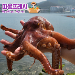 따봉프레시 당일어획 통영 자연산 프리미엄VIP 돌문어