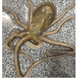목포 무안 신안 뻘낙지 세발낙지 호롱낙지 탕탕이 낙지볶음 연포탕 살아서오는 낙지 국내산 부모님 몸보신 영양식