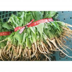 공룡나라 농산물 국내산 노지 고들빼기 1단 (1.5 kg내외) 고들배기(김치)