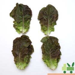 사라상회 적상추 1Kg