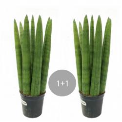 트리앤 1+1 스투키 01. 1+1 일자형 20cm 7촉이상 1개