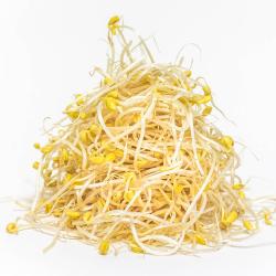 농부마음 친환경인증 무농약 산소콩나물 콩나물, 1kg