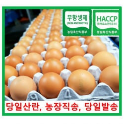  알부자집 무항생제계란 대란 52g~59g 60개