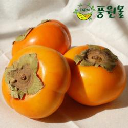 풍원영농조합법인 달콤한 경남 햇 단감 가정용흠과, 경남단감 흠과 사이즈 랜덤 10kg, 1박스