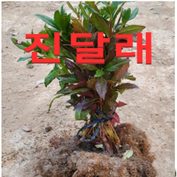 (성실D)진달래묘목 키30센치(포트) 4그루