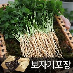 [푸르젠] 이선호 생산자의 새싹삼 50뿌리(15∼20cm) 금색보자기 선물세트