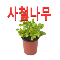 (성실농원A)사철나무 화분(소) 4그루 공기정화식물