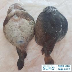 유니수산 당일조업 동해 제철생선 생물 알도치(심퉁이) 2마리 알도치, 2.5kg내외