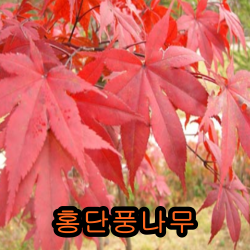 홍단풍실생2년특묘 5그루 개화주 꽃나무 유실수 조경수 묘목 단풍나무