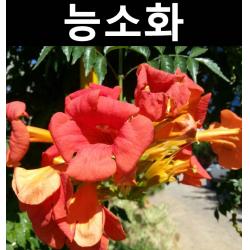 능소화 삽목3년(특대) 뿌리 1개/나무 묘목/꽃나무/조경용