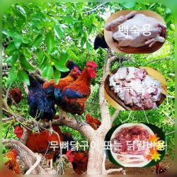 토종닭 2.3kg-2.8kg 닭백숙 한약재무료제공 닭볶음용 무뼈구이 또는 닭갈비용 제사용 생닭 오후5시마감 수요일휴무 살아있닭