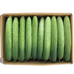 삼촌밥먹자 수분 가득 백다다기 오이 특품 2kg 3kg 5kg