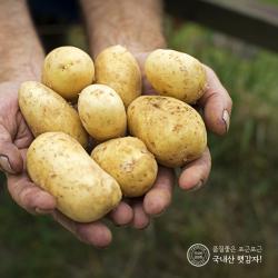 지금수확중 22년 수미 햇 감자 2kg 3kg 5kg 10kg 간식 수미감자 햇감자10kg 중 통구이용 