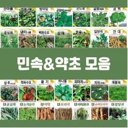 민속 채소 씨앗 종자 약초 도라지 더덕 공심채 잔대 냉이 고들빼기 방아잎 곤드레 당귀 텃밭, 4.더덕