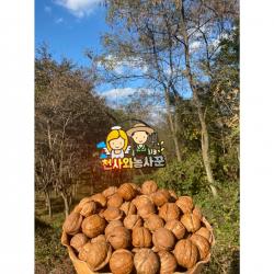 2022년 국산 햇 호두 국산호두 견과류 간편식 500g 1Kg, 햇호두 1Kg