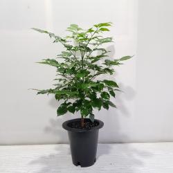 온누리농원 녹보수 신종 