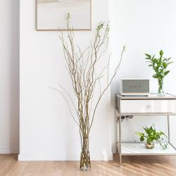  피플랜트 곱슬버들 생화 나뭇가지 한단 100cm