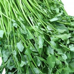 일농 청도미나리 1kg 청도청정미나리