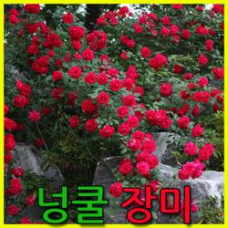 지엘파크 넝쿨장미 농장 넝쿨장미묘목 덩쿨장미 약1m 4그루 장미 포트