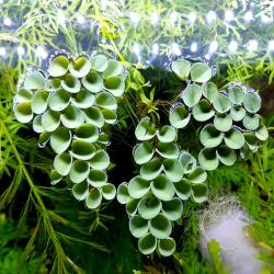 살비니아 쿠쿠라타 3촉[부상수초], 1개