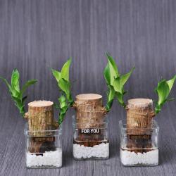 가꾸지오 공기정화식물 먼지제거 천연가습기 행운목3p+사각미니글라스3p, 행운목3p+사각미니글라스3p