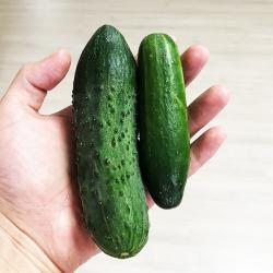 [당일수확] 작지만 더욱 알찬 오이! 미니오이 2kg(글로리아+미니스탑), 1개, 2kg
