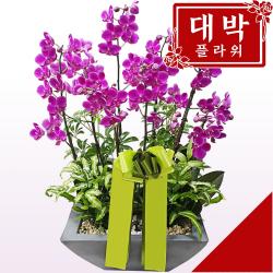 대박플라워 만천홍 서양란 승진선물 취임 영전 이전 개업선물 부모님선물 꽃배달