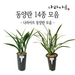 나라아트 동양란모음 11. 천금 3 4촉 