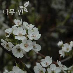 [나무인] 배나무묘목(신고)접목1년 2그루
