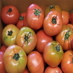 허니삼구 새콤달콤 완숙 찰 토마토2.5KG 5KG, 1박스, 2.5kg