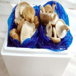  산지직송 착한송이송향버섯 오전11시전주문시 내일도착 주말 및 공휴일 제외 1box 식당용3kg