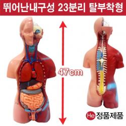 He 상반신모형 23분리남녀공용해부모형 6001JP 인체모형 소형 사람인체구조 아나토미 위모형 간모형 뇌모형 두개골 척추 인대 근육모형 인체해부도 척골 요골 전신모형 동인형 경혈인형 손모형 발모형, 1개