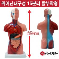 He 상반신모형 15분리해부모형 7001JP 인체모형 소형 사람인체구조 아나토미 위모형 간모형 뇌모형 두개골 척추 인대 근육모형 인체해부도 척골 요골 전신모형 동인형 경혈인형 손모형 발모형, 1개